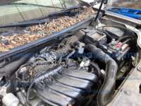 Renault Duster 2021 5p Intens L4/1.6 Man 2021 Renault Duster Ingreso Motor 3
