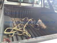 Jac Frison 2023 4p T8 Doble Cabina Diesel L4/2.0/T Man 4X4  IMG_3241